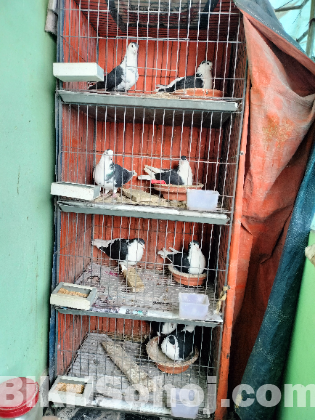 কবুতর